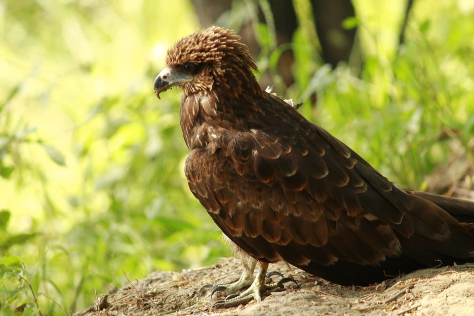 Photo of A Small Avian Universe near the Concrete Jungle: Sultanpur Bird Sanctuary 13/13 by nipali.mishra