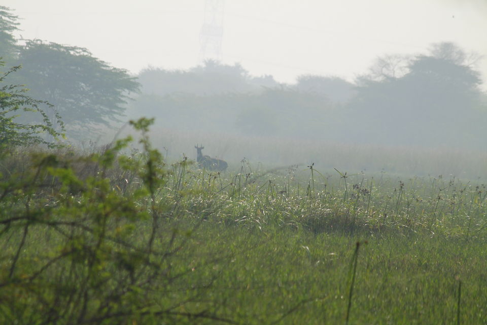 Photo of A Small Avian Universe near the Concrete Jungle: Sultanpur Bird Sanctuary 11/13 by nipali.mishra
