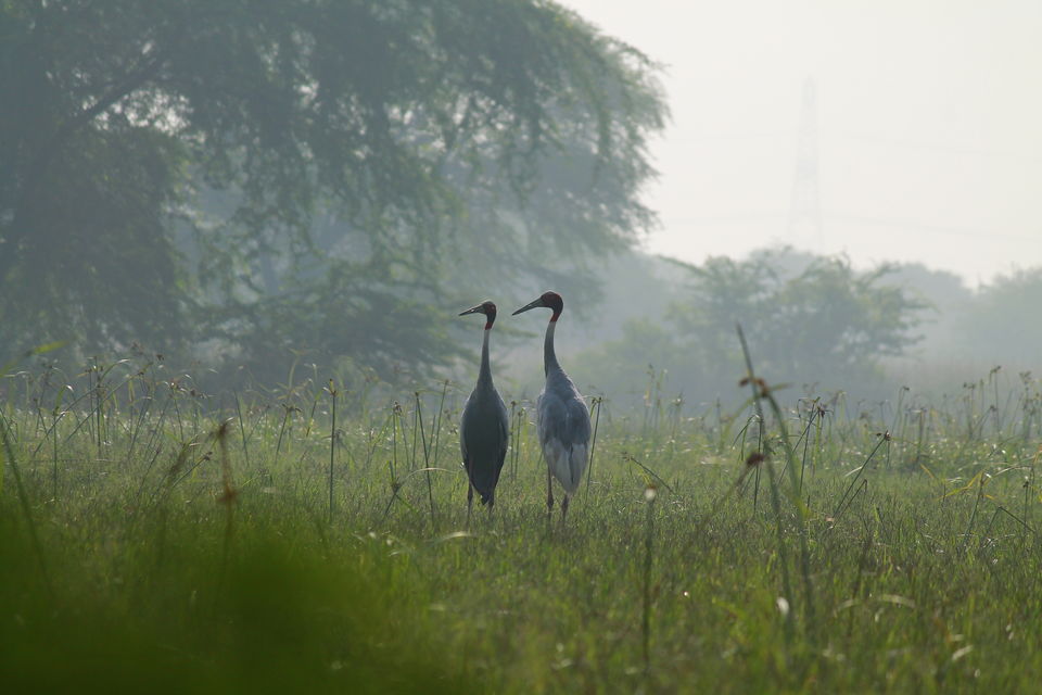 Photo of A Small Avian Universe near the Concrete Jungle: Sultanpur Bird Sanctuary 10/13 by nipali.mishra