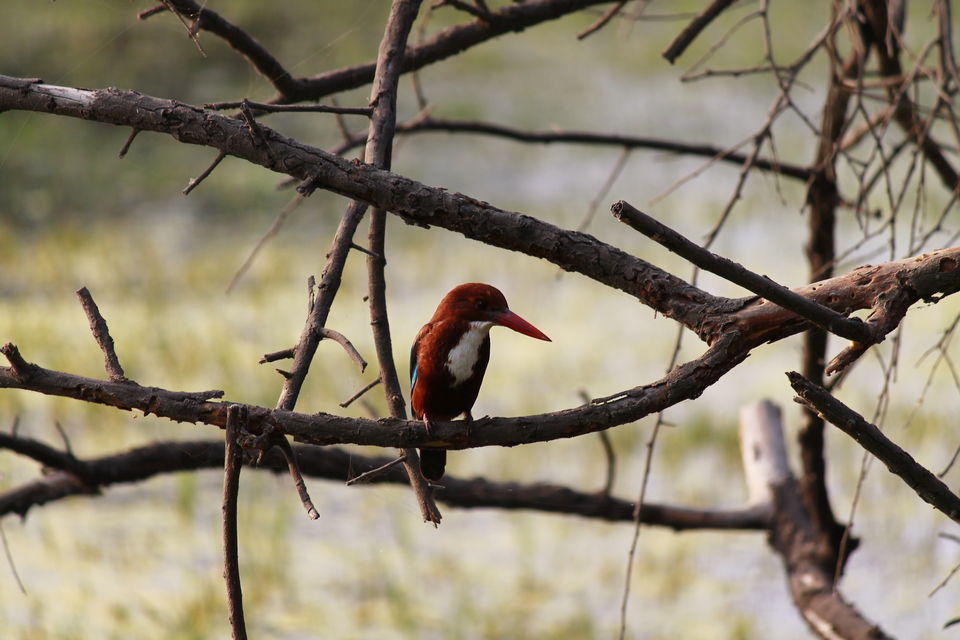 Photo of Bharatpur, Rajasthan, India by nipali.mishra