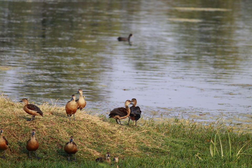 Photo of Bharatpur, Rajasthan, India by nipali.mishra