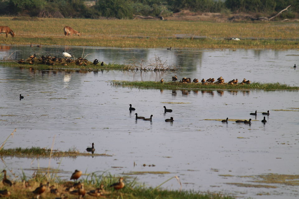 Photo of Bharatpur, Rajasthan, India by nipali.mishra