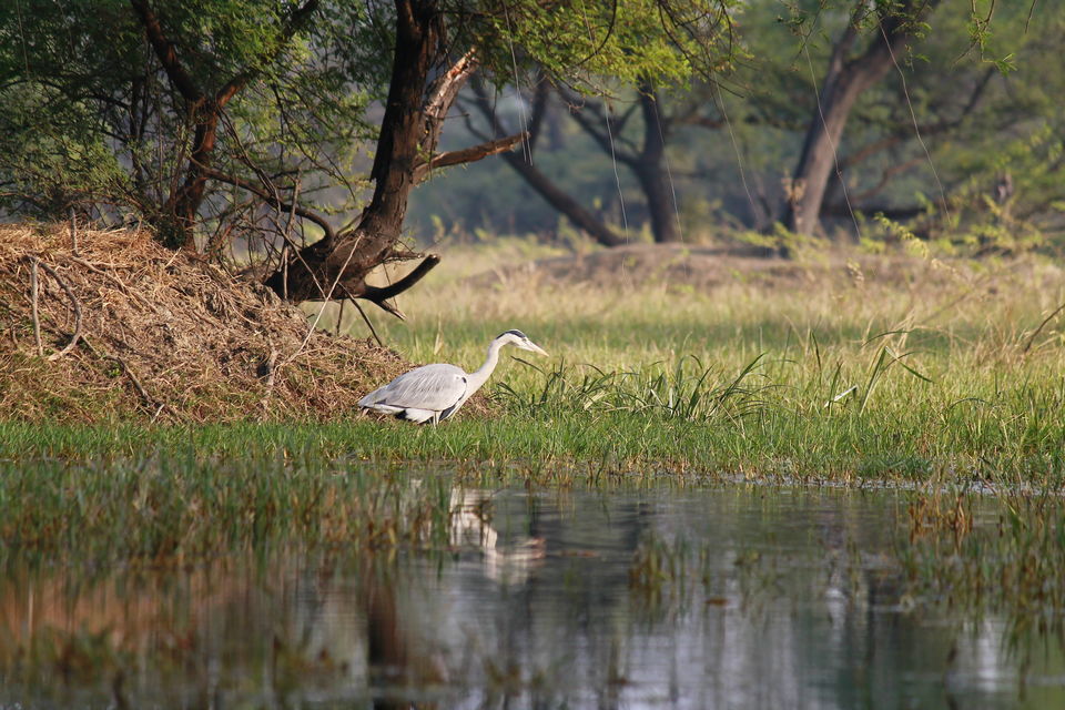 Photo of Bharatpur, Rajasthan, India by nipali.mishra