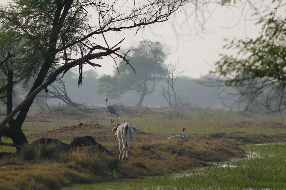 Photo of Bharatpur, Rajasthan, India by nipali.mishra