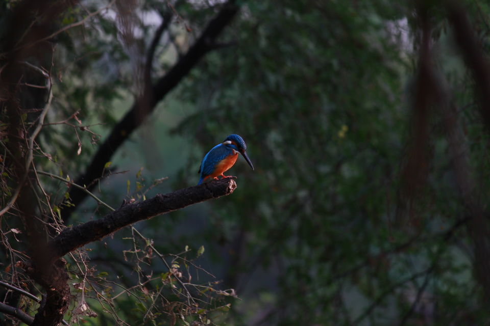 Photo of Bharatpur, Rajasthan, India by nipali.mishra
