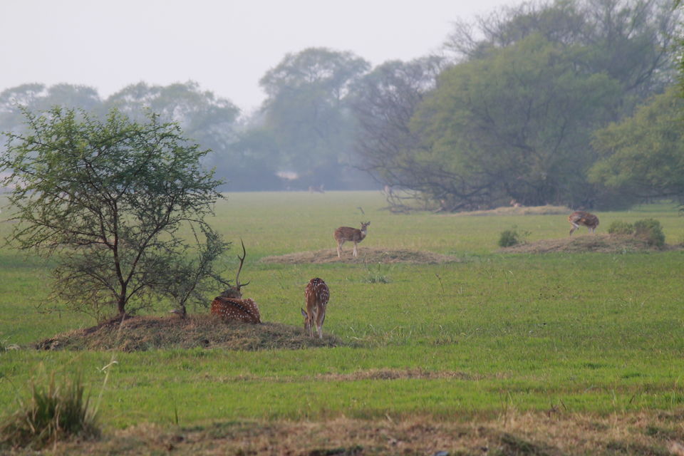 Photo of Bharatpur, Rajasthan, India by nipali.mishra