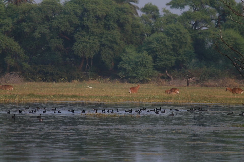 Photo of Bharatpur, Rajasthan, India by nipali.mishra