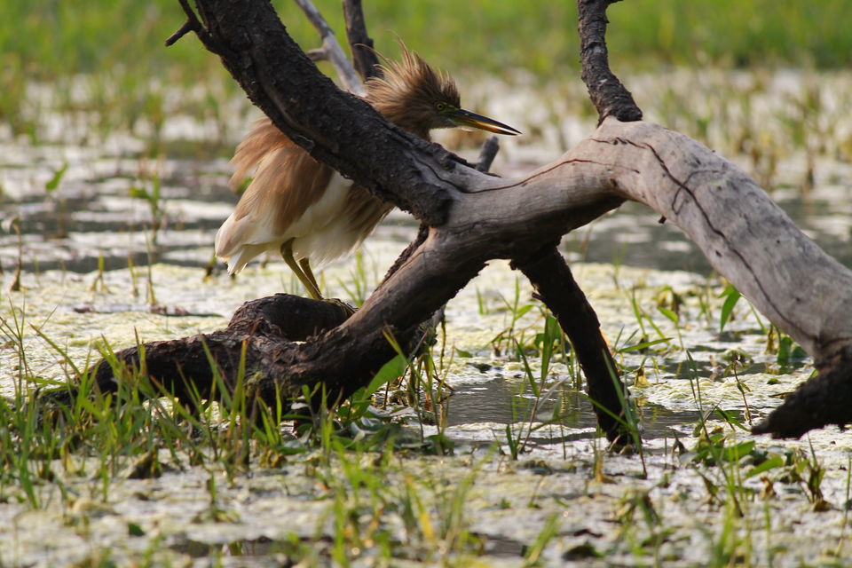 Photo of Bharatpur, Rajasthan, India by nipali.mishra
