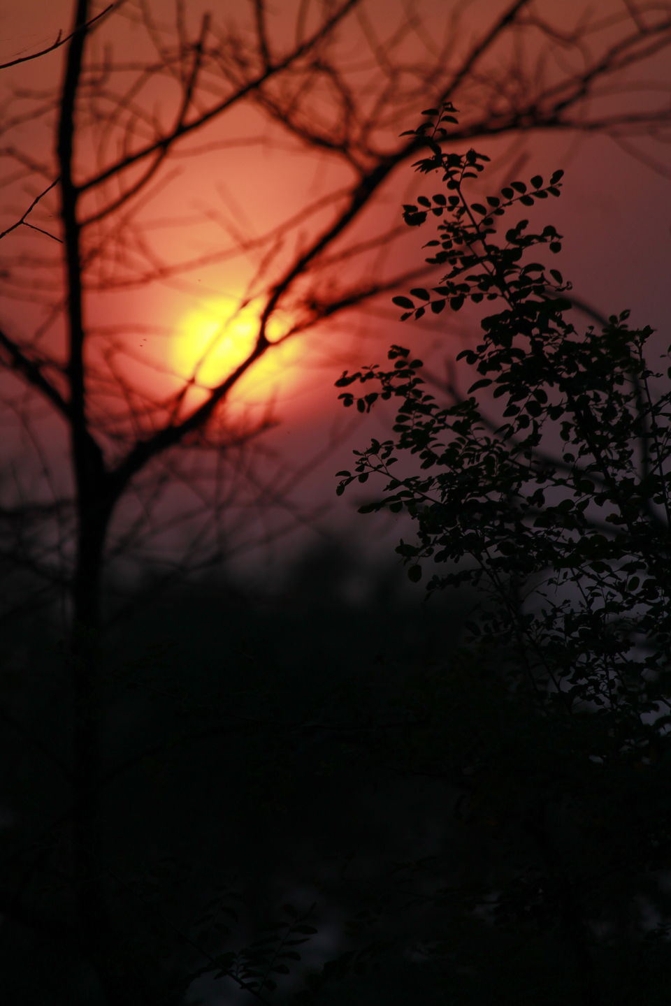 Photo of Bharatpur, Rajasthan, India by nipali.mishra