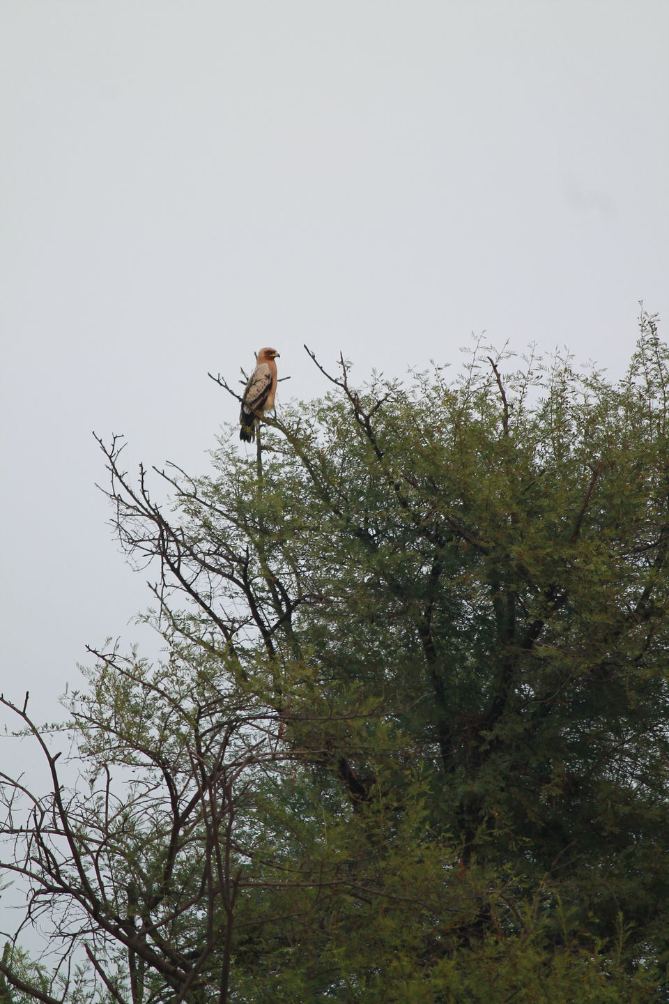 Photo of Bharatpur, Rajasthan, India by nipali.mishra