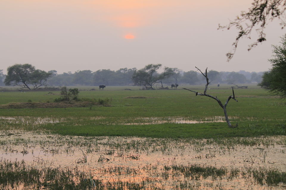 Photo of Bharatpur, Rajasthan, India by nipali.mishra