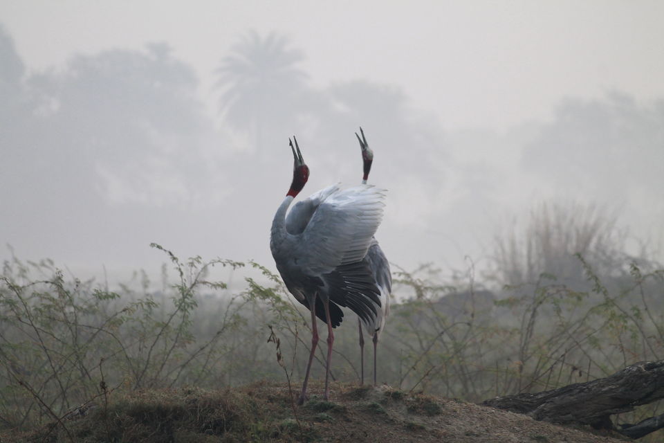 Photo of Bharatpur, Rajasthan, India by nipali.mishra