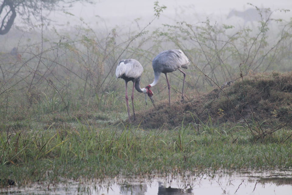 Photo of Bharatpur, Rajasthan, India by nipali.mishra