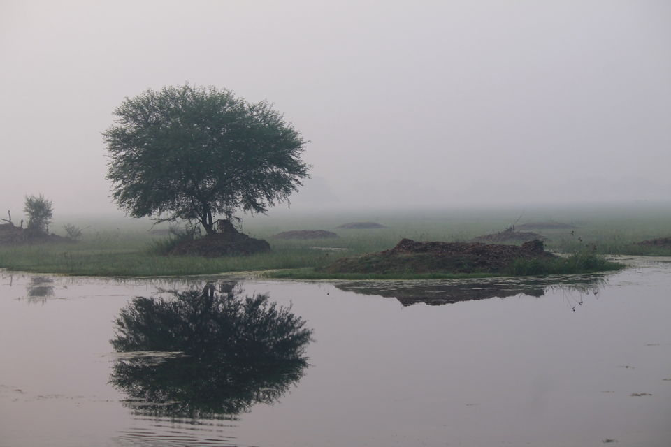 Photo of Bharatpur, Rajasthan, India by nipali.mishra