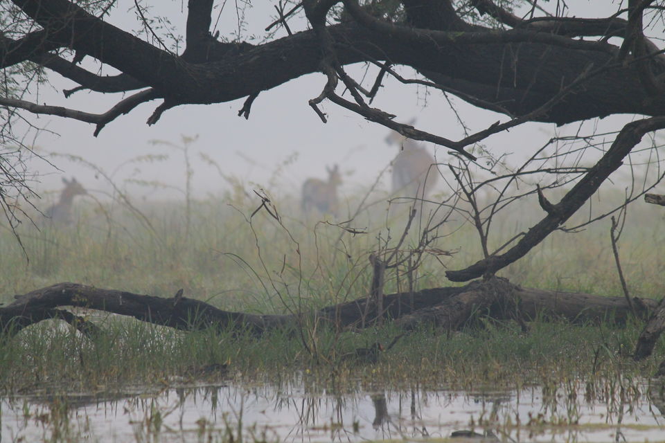 Photo of Bharatpur, Rajasthan, India by nipali.mishra