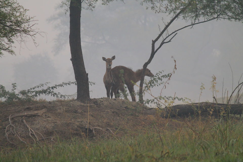 Photo of Bharatpur, Rajasthan, India by nipali.mishra