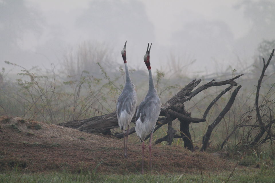 Photo of Bharatpur, Rajasthan, India by nipali.mishra
