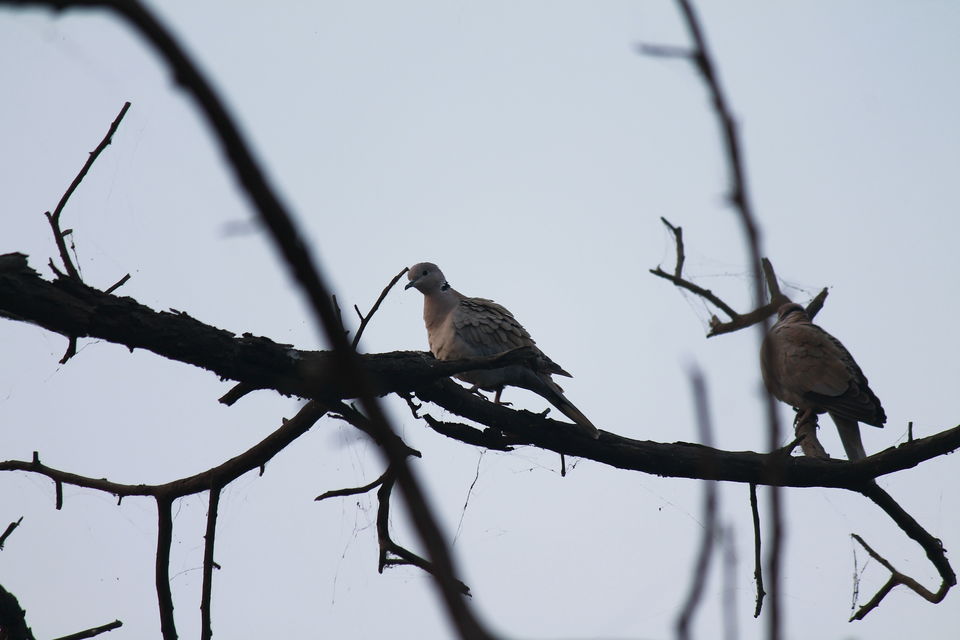 Photo of Bharatpur, Rajasthan, India by nipali.mishra