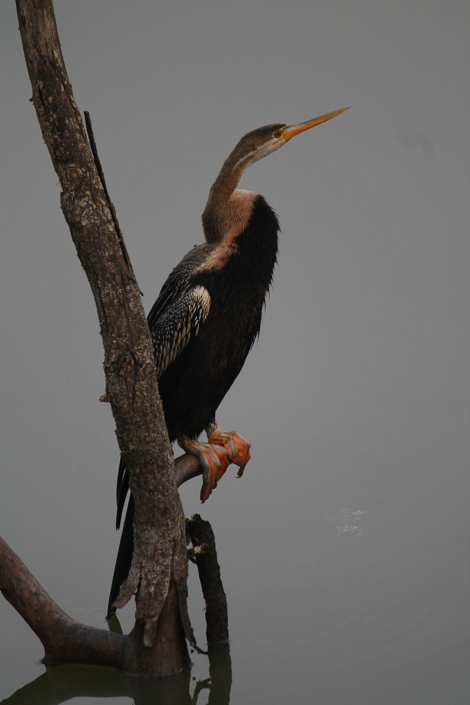 Photo of Bharatpur, Rajasthan, India by nipali.mishra