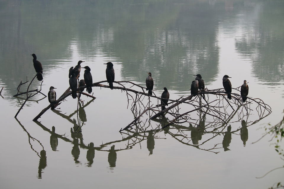 Photo of Bharatpur, Rajasthan, India by nipali.mishra