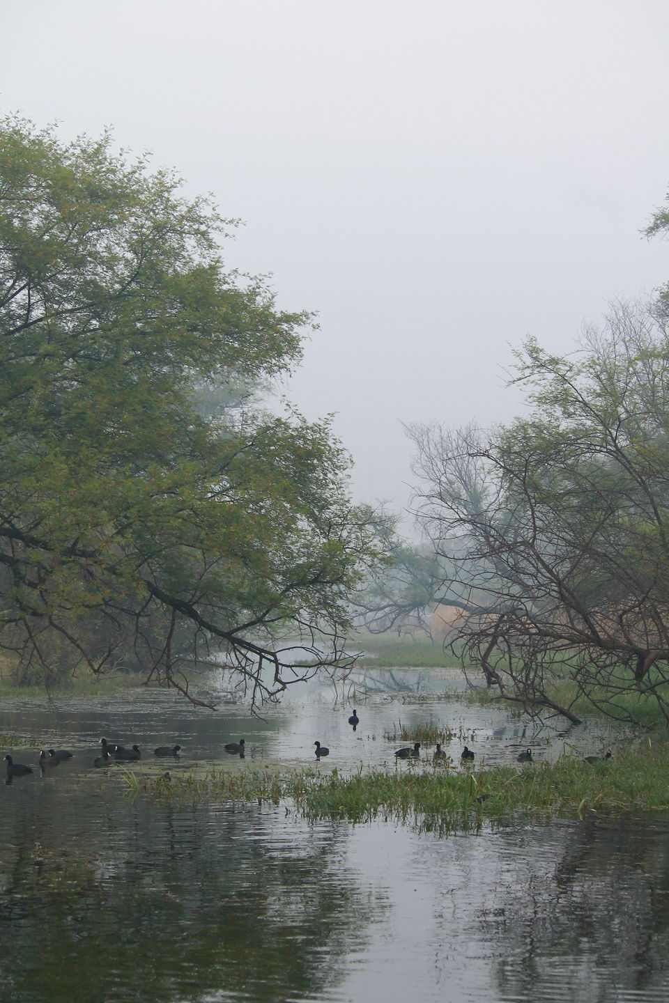 Photo of Bharatpur, Rajasthan, India by nipali.mishra