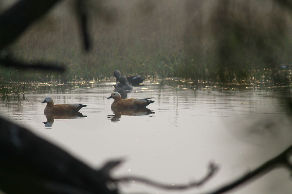 Photo of Bharatpur, Rajasthan, India by nipali.mishra