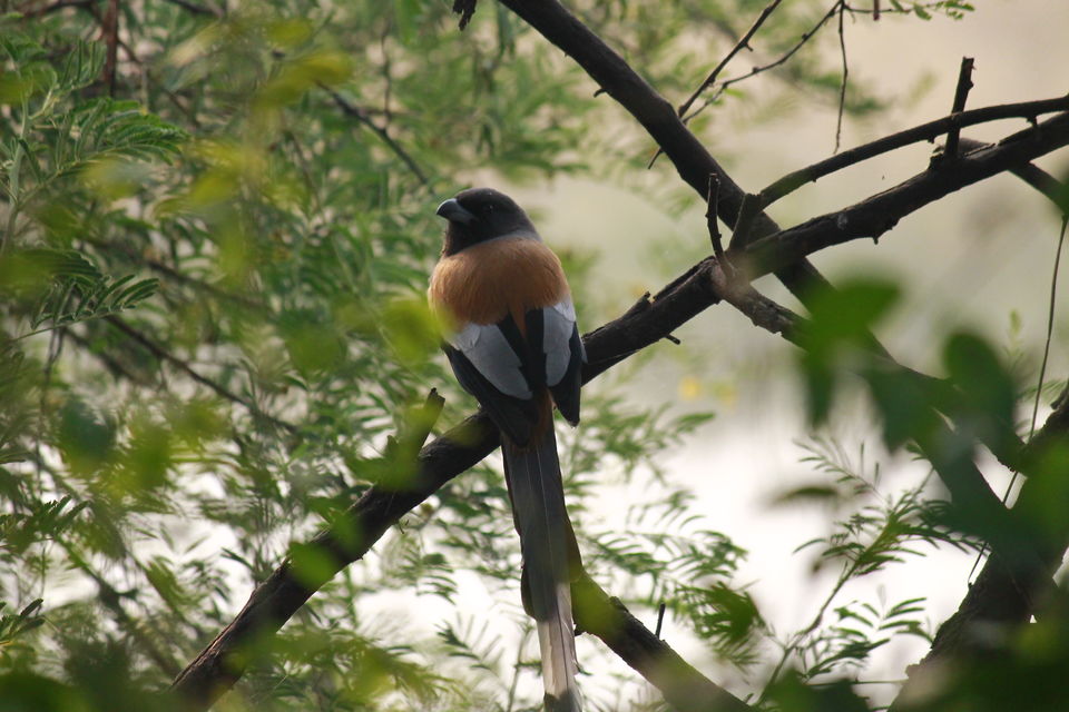 Photo of Bharatpur, Rajasthan, India by nipali.mishra