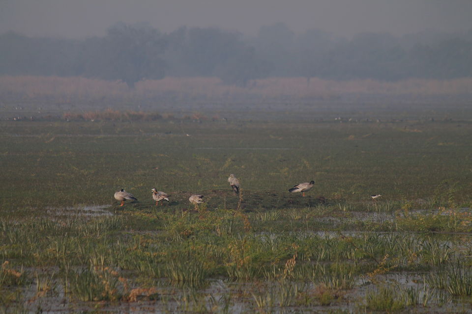 Photo of Bharatpur, Rajasthan, India by nipali.mishra