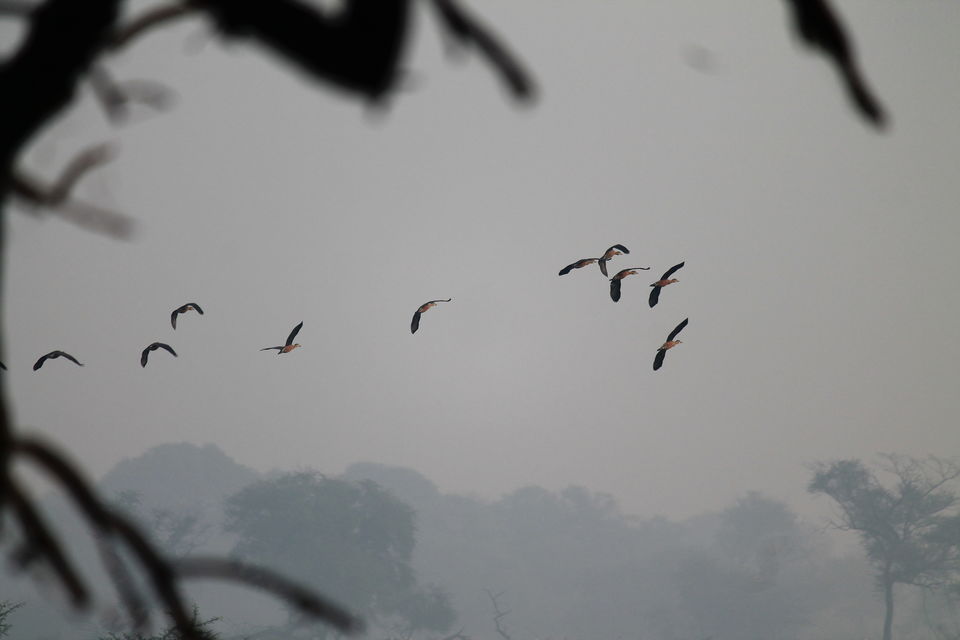 Photo of Bharatpur, Rajasthan, India by nipali.mishra