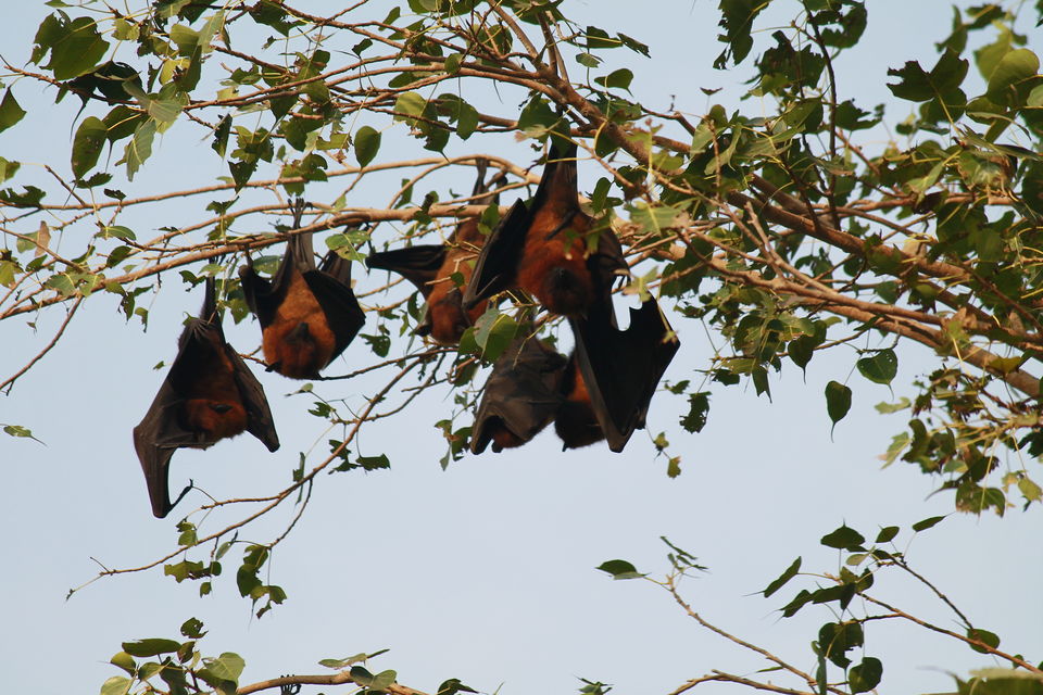Photo of Bharatpur, Rajasthan, India by nipali.mishra