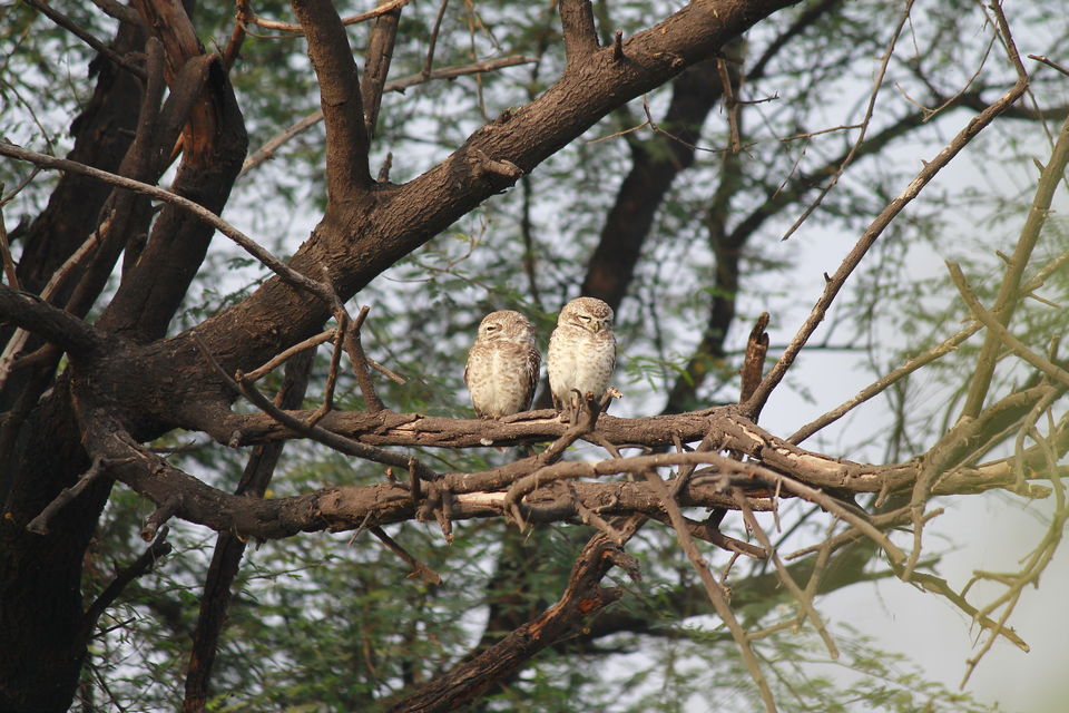 Photo of Bharatpur, Rajasthan, India by nipali.mishra
