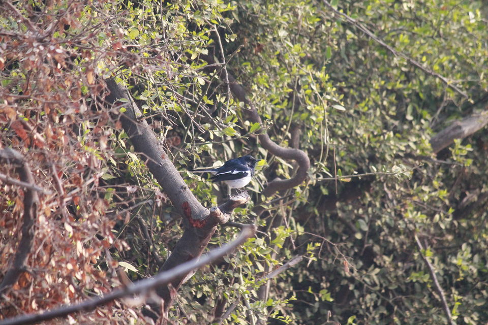 Photo of Bharatpur, Rajasthan, India by nipali.mishra