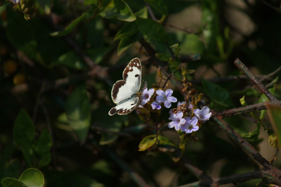 Photo of Bharatpur, Rajasthan, India by nipali.mishra