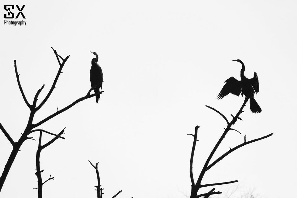 Photo of பறவைகளைத் தேடி.. by Sivalingam P