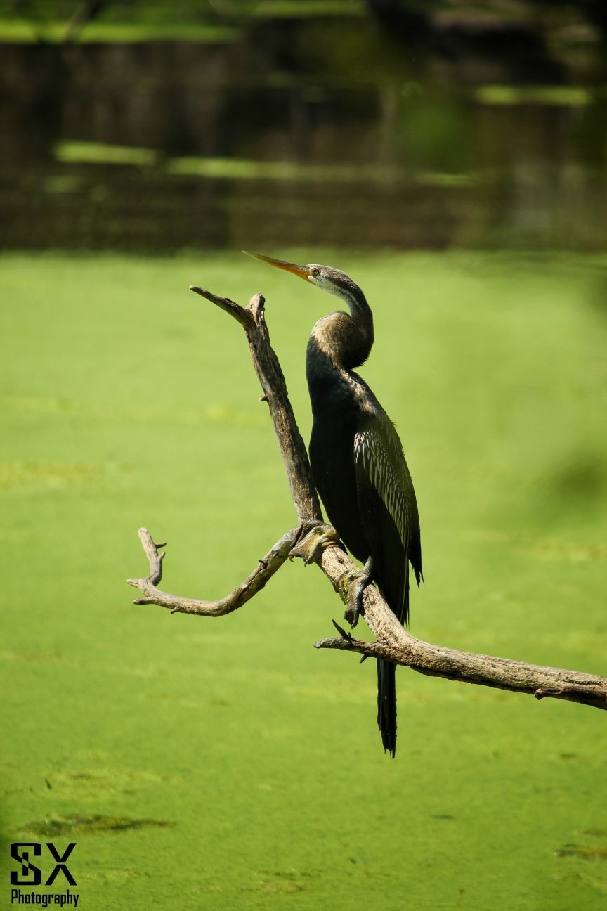 Photo of பறவைகளைத் தேடி.. by Sivalingam P