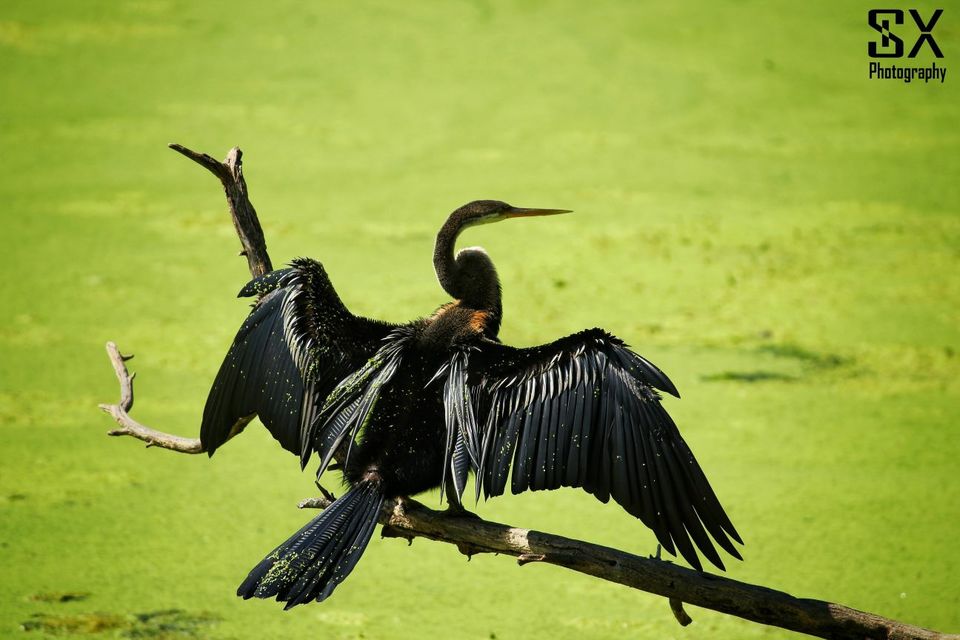 Photo of பறவைகளைத் தேடி.. by Sivalingam P