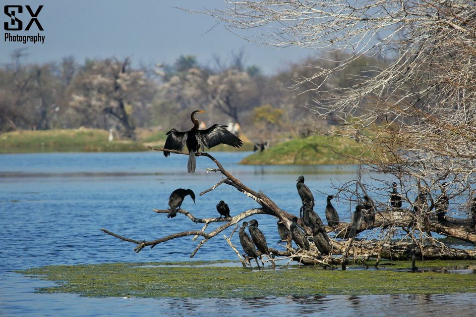 Photo of பறவைகளைத் தேடி.. by Sivalingam P