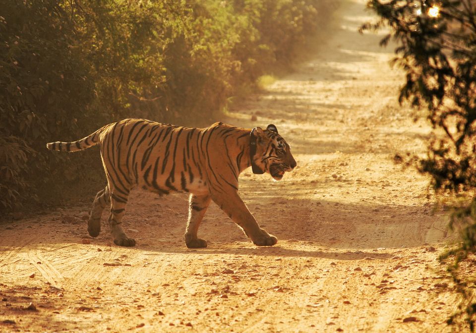 Photo of Thrilling Safari at Sariska Tiger Reserve by Sivalingam P