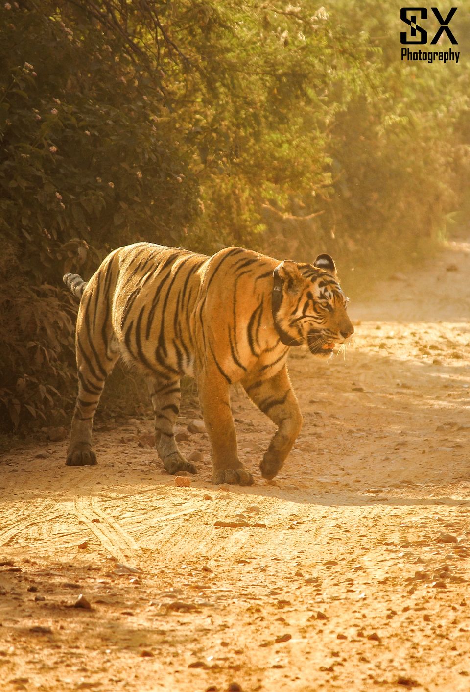 Photo of Thrilling Safari at Sariska Tiger Reserve by Sivalingam P
