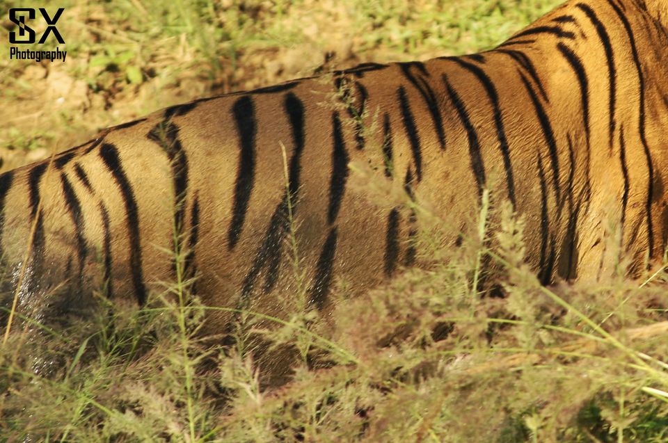 Photo of Thrilling Safari at Sariska Tiger Reserve by Sivalingam P