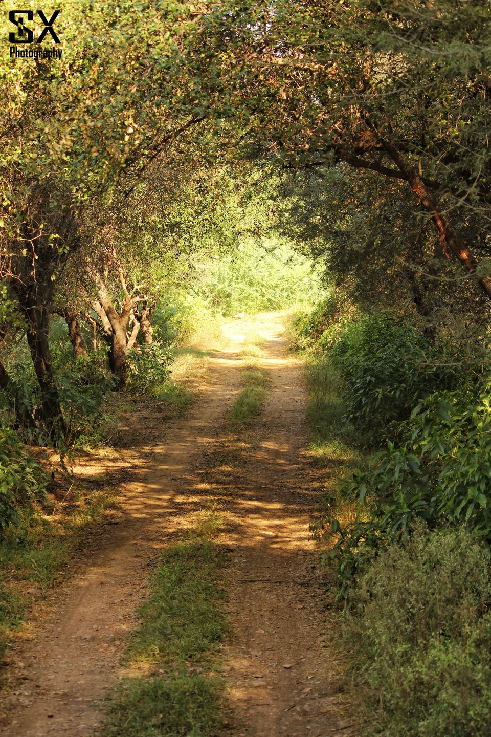 Photo of Thrilling Safari at Sariska Tiger Reserve by Sivalingam P