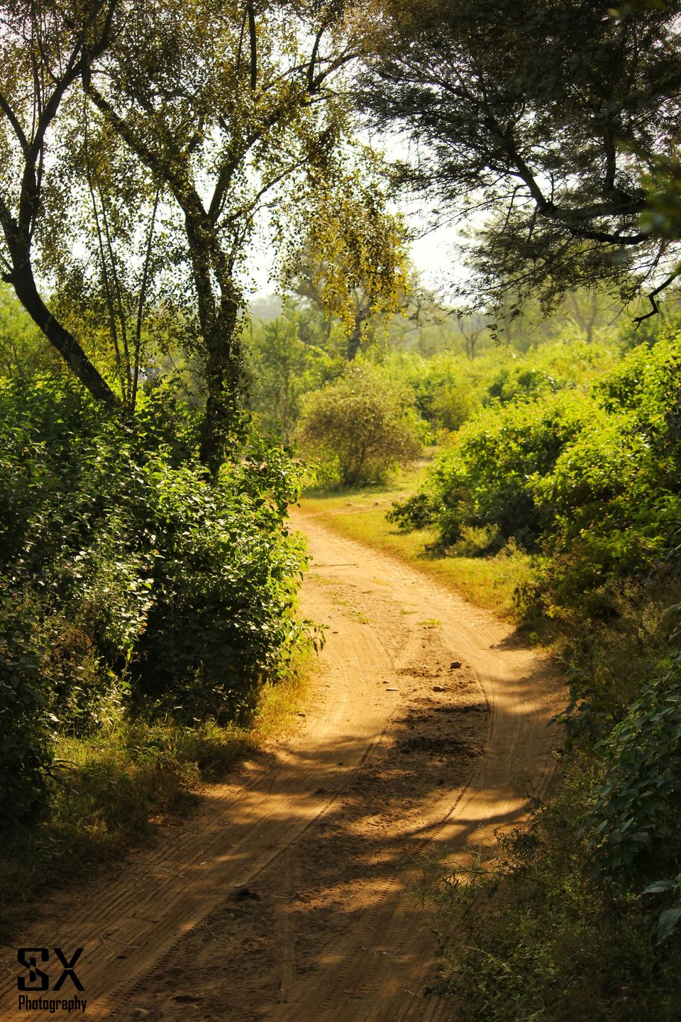 Photo of Thrilling Safari at Sariska Tiger Reserve by Sivalingam P