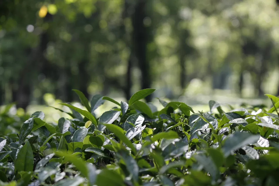 Photo of Palampur, Himachal Pradesh, India by story.of_vivek