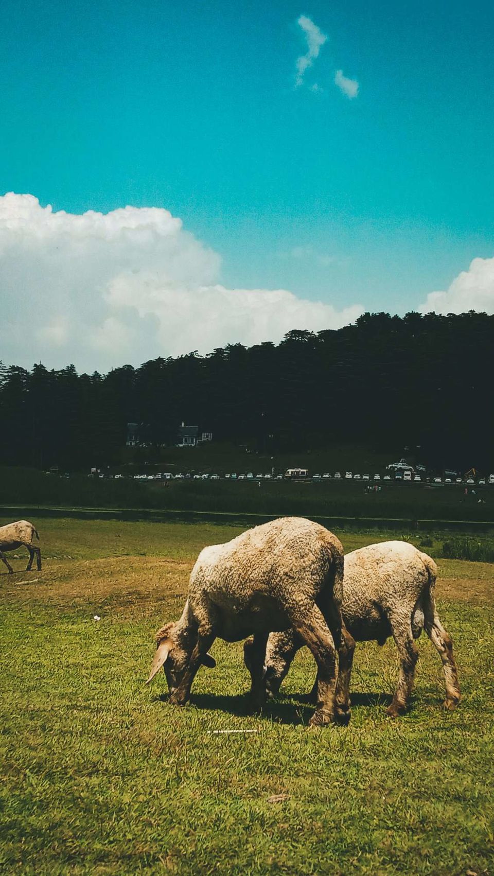 Photo of Switzerland of India (Khajjiar) 1/1 by Shivam Mittal