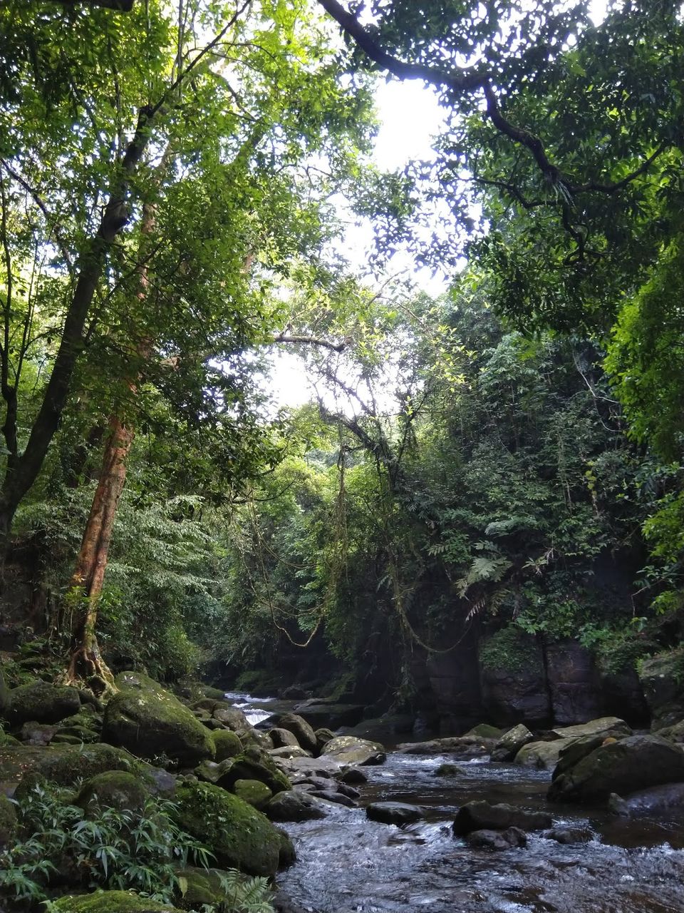 Photo of Magical Meghalaya: The living root bridge by Apratim Kundu