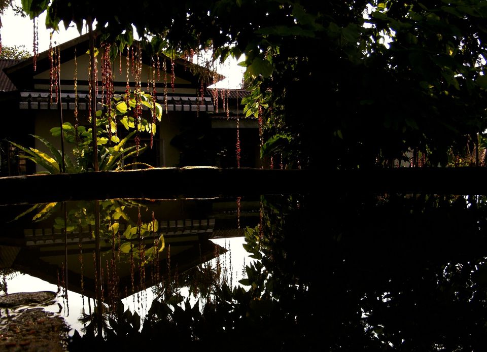 Photo of Magical Meghalaya: The living root bridge 7/7 by Apratim Kundu