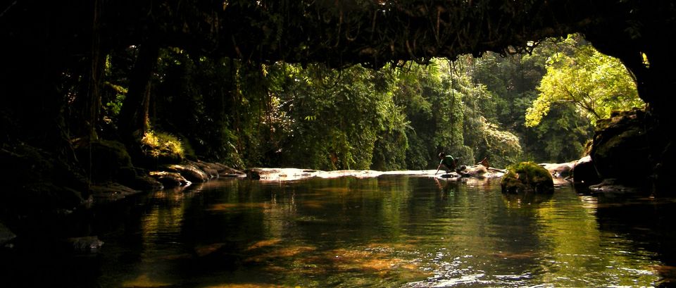 Photo of Magical Meghalaya: The living root bridge 2/7 by Apratim Kundu