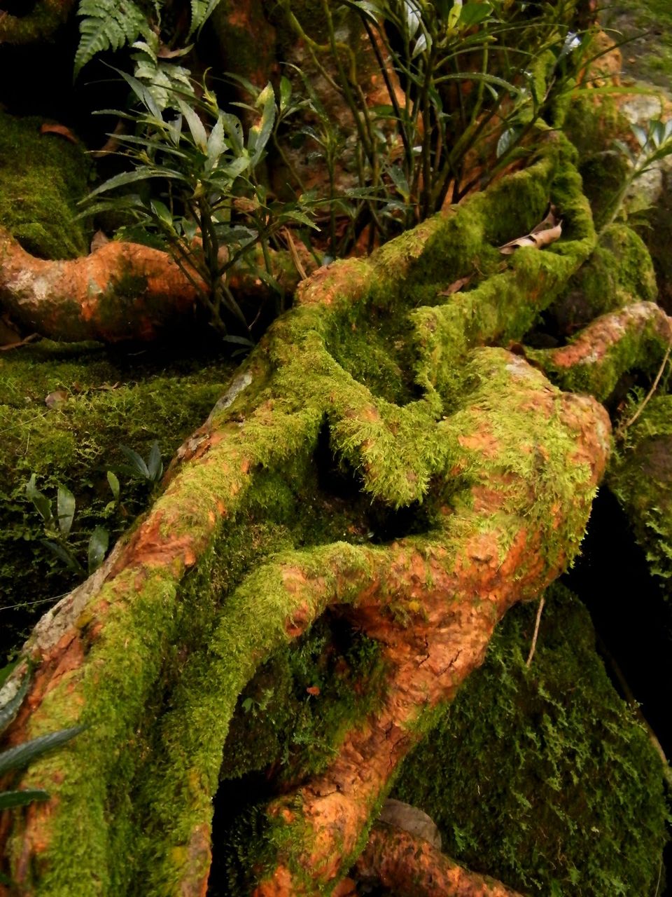 Photo of Magical Meghalaya: The living root bridge 4/7 by Apratim Kundu