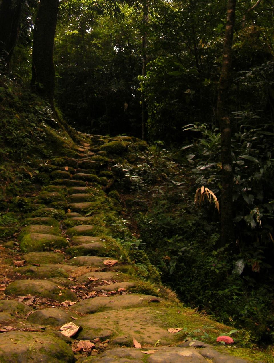 Photo of Magical Meghalaya: The living root bridge 6/7 by Apratim Kundu