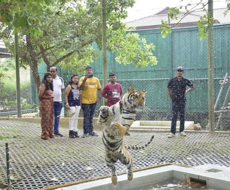 Photo of Tiger Kingdom Phuket, Kathu, Kathu District, Phuket, Thailand by Himanshu Garg